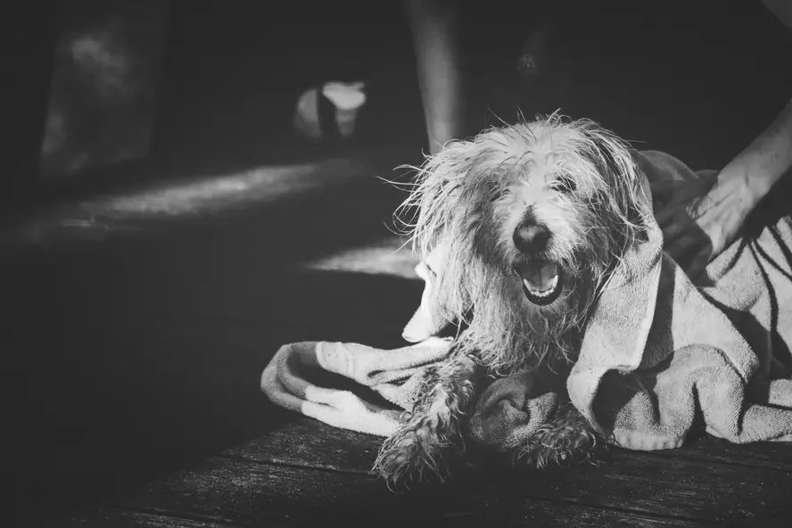 pet towels